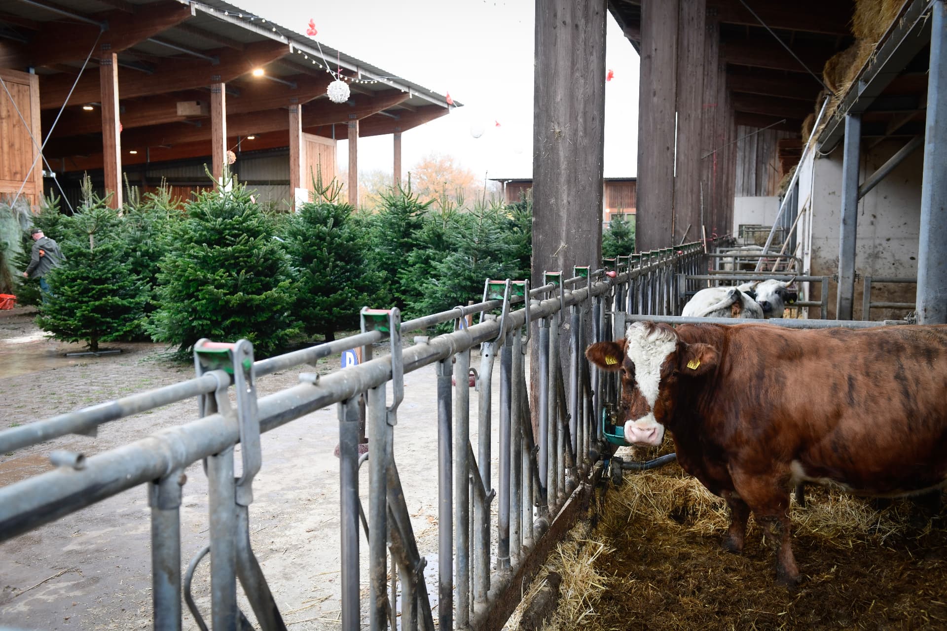 Kerstbomen op het erf van de boerderij, naast de koeienstal waar een koe achter het voerhek staat