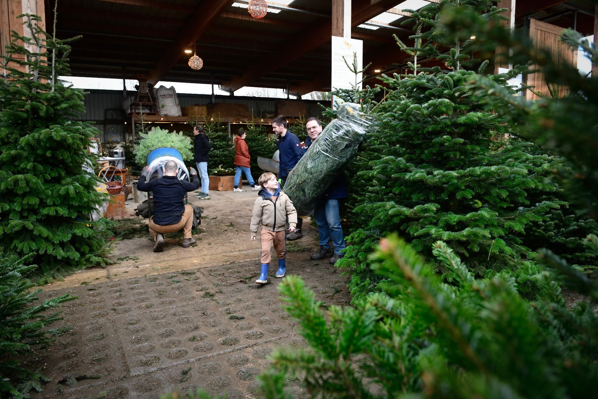 Jongetje in felblauwe regenlaarzen loopt mee naast een man die een ingepakte kerstboom draagt