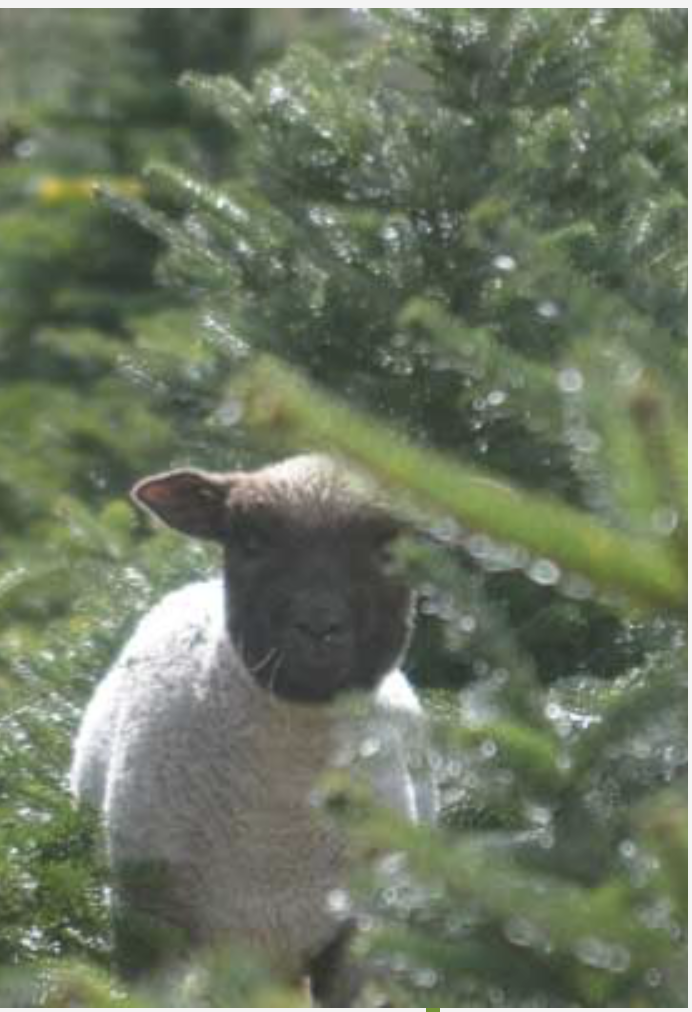 Shropshire-lam kijkt tussen de natte dennentakken in het veld
