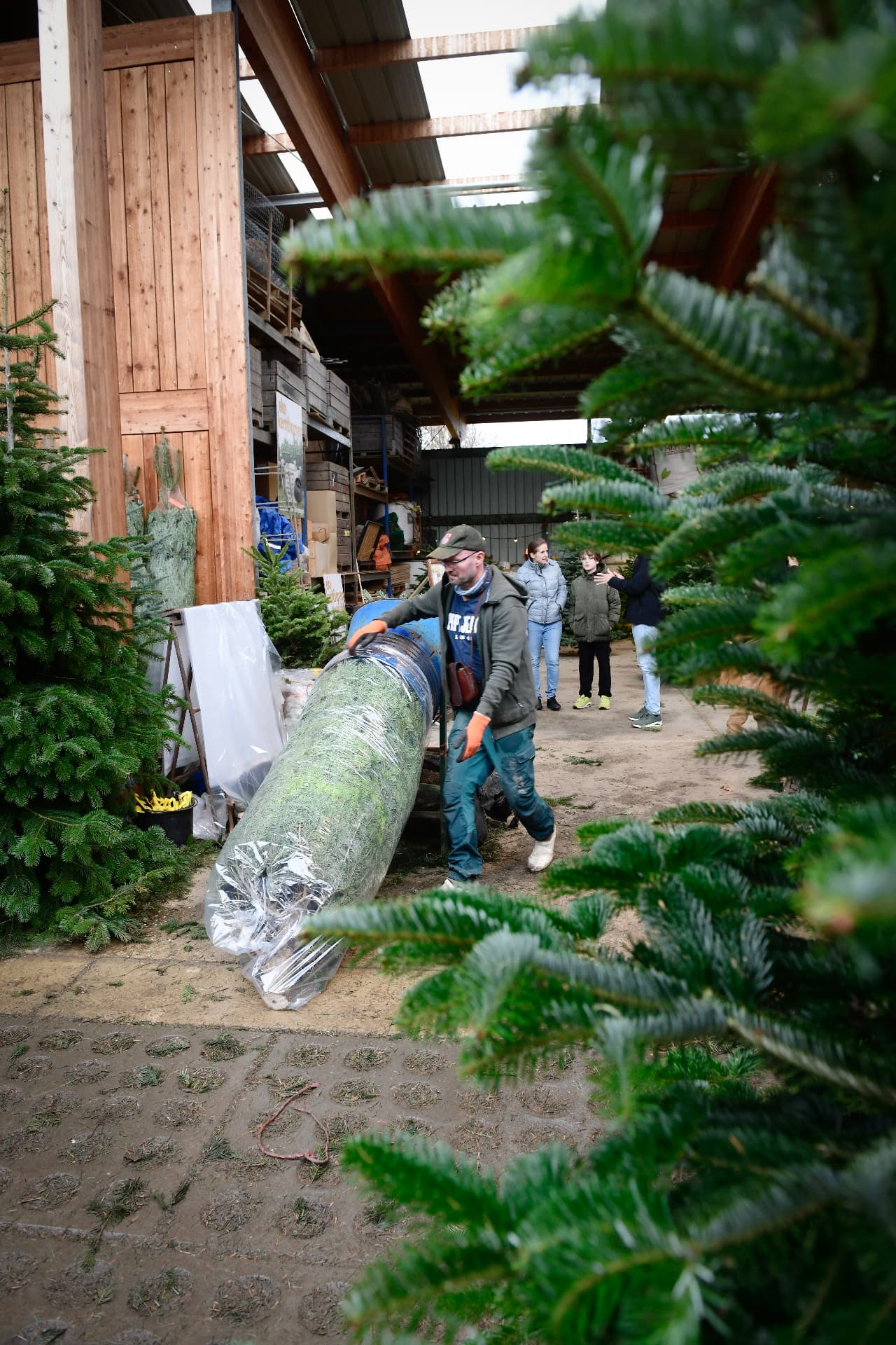 Een boom wordt ingepakt in het net bij de schuur