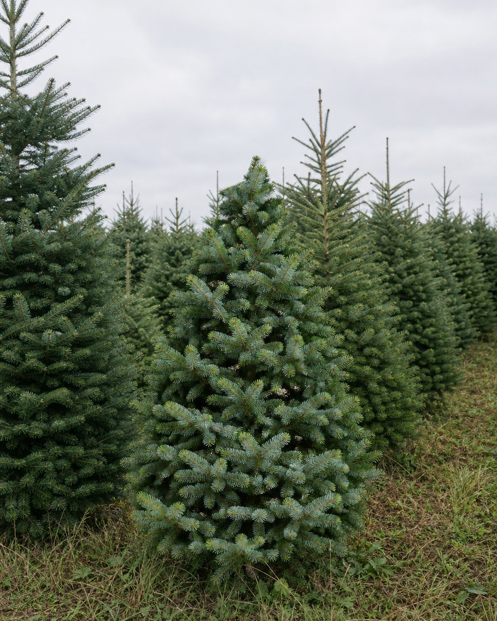 Volle edelspar als kerstboom met zilvergroene, omhoog krullende naalden